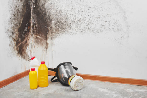 Best Black Mold Removal  in Coyne Center, IL