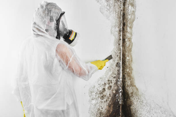 Best Mold Removal and Inspection  in Coyne Center, IL