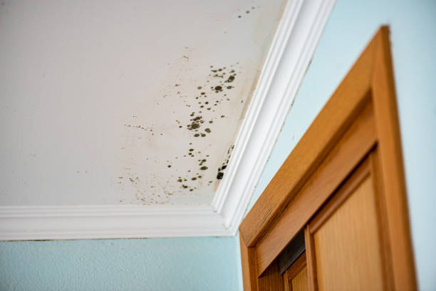 Best Certified Mold Removal  in Coyne Center, IL