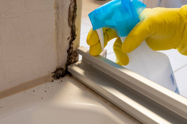 Best Toxic Mold Removal  in Coyne Center, IL