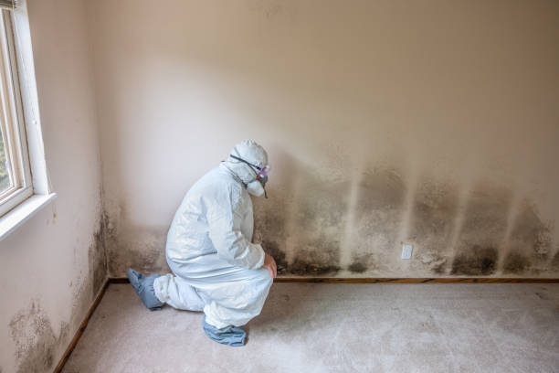 Best Mold Testing  in Coyne Center, IL
