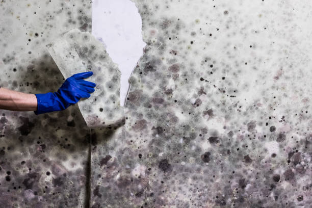 Best Crawl Space Mold Removal  in Coyne Center, IL